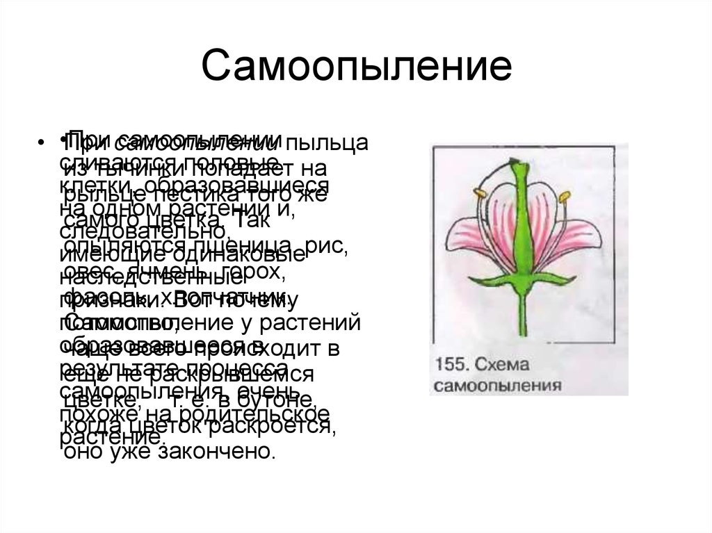 К какому классу относят растение схема опыления которого показана на рисунке