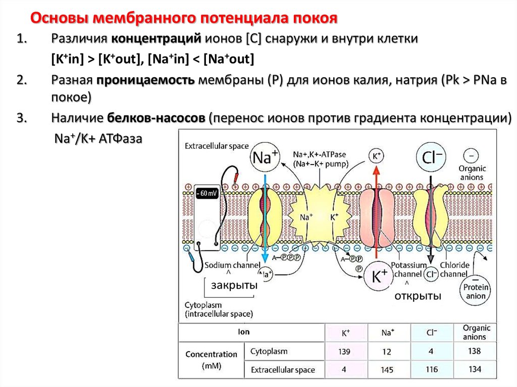 Мембранный потенциал покоя схема