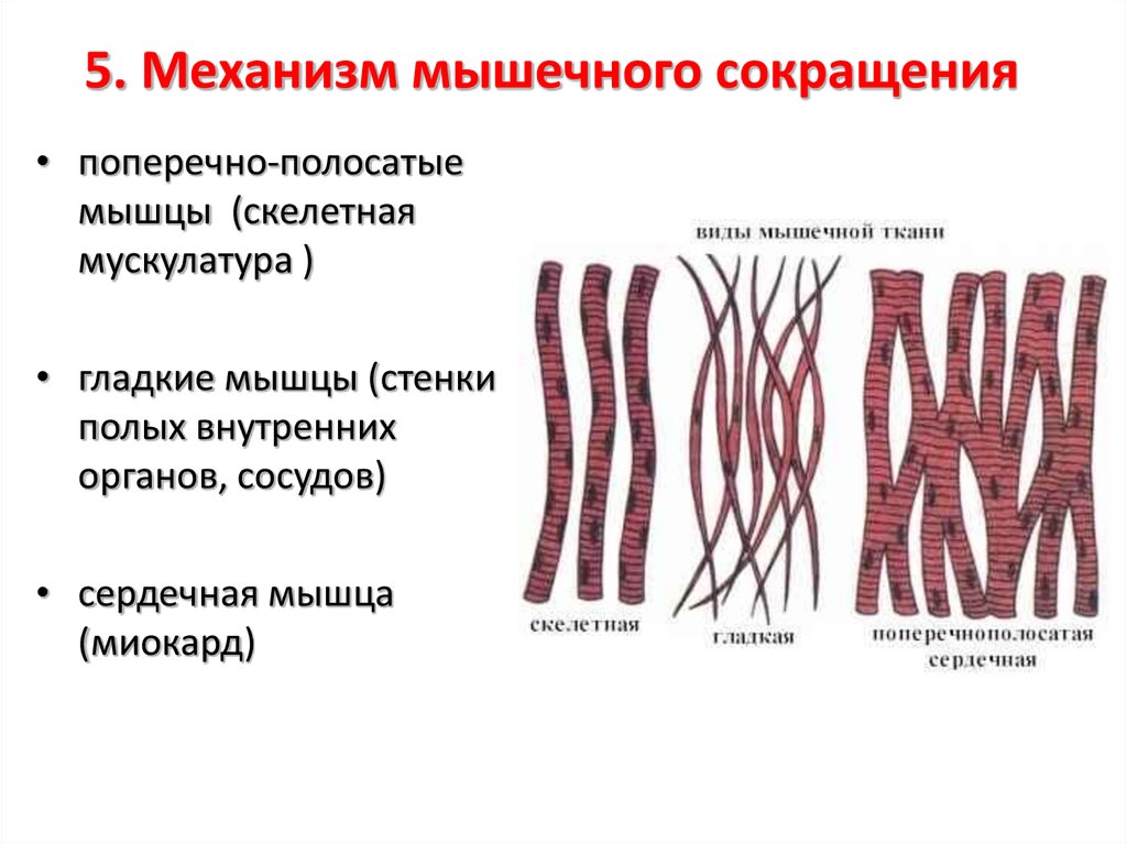 Механизм мышечной ткани