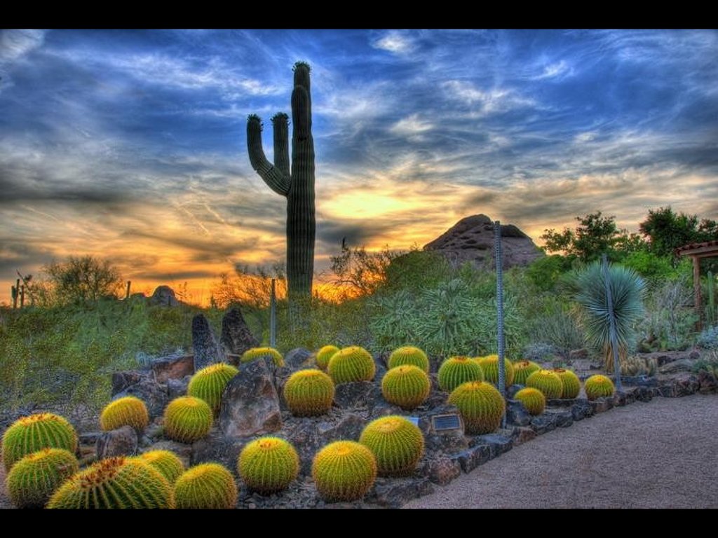Arizona Desert - online presentation