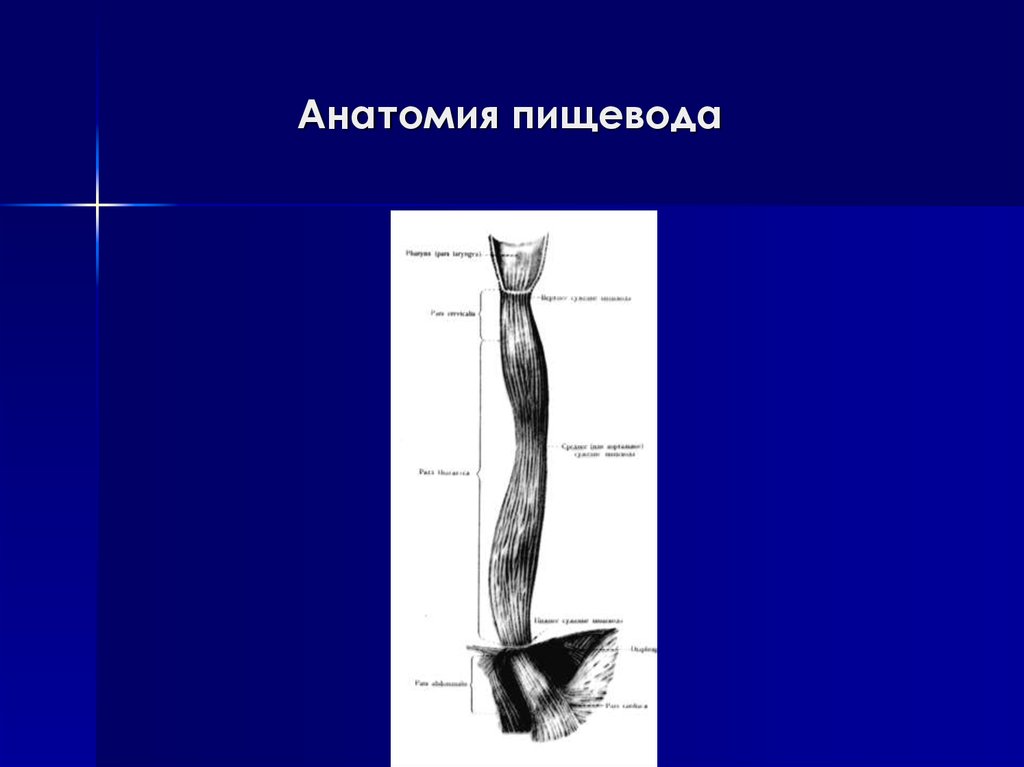 Анатомический пищевод. Рентгеновская анатомия пищевода. Анатомия пищевода рентген. Сегменты пищевода рентген. Трахеальный сегмент пищевода.