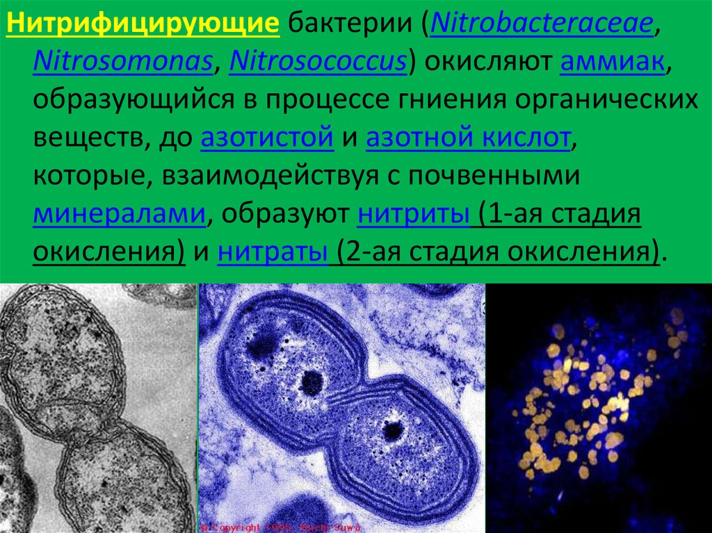 Нитрифицирующие бактерии. Nitrosomonas бактерии. Микроорганизмы нитрификаторы. Нитрифицирующие серобактерии. Нитрифицирующие бактерии хемотрофы.