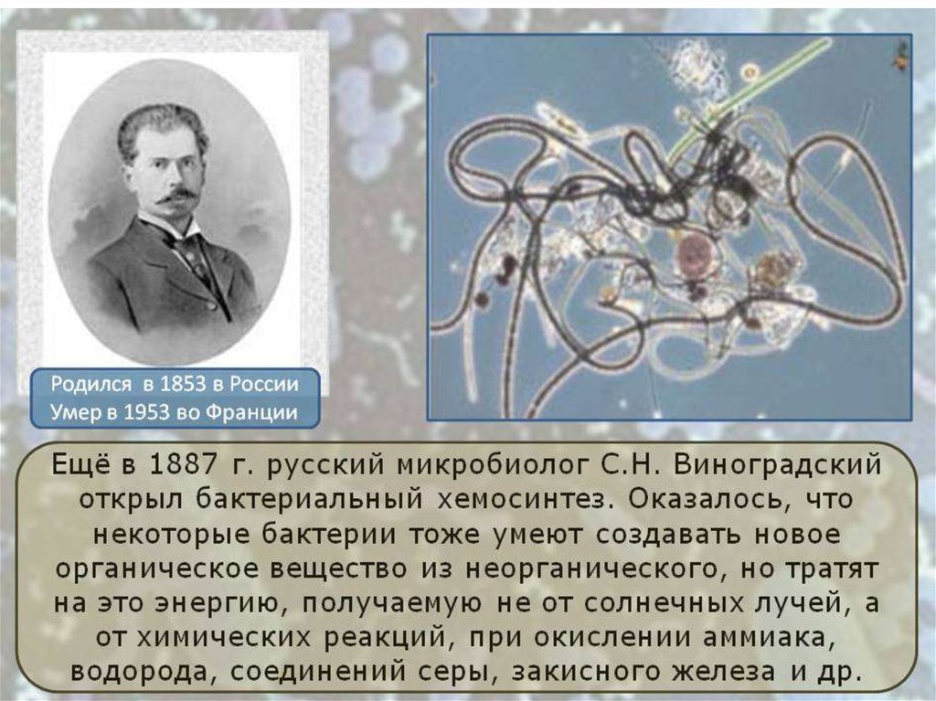Хемосинтезирующие бактерии характеризуются. Хемосинтез открыл в 1887. Хемосинтез презентация. Хемосинтез бактерий. Виноградский хемосинтез.