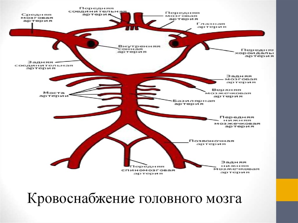 Поступление крови в мозг. Схема мозгового кровообращения. Кровоснабжение головного мозга анатомия. Виллизиев круг. Схема снабжения головного мозга.