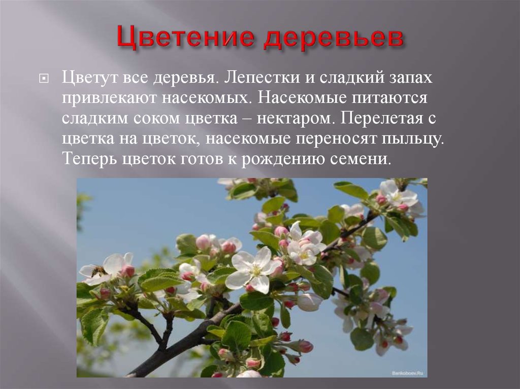 Презентация цветущие деревья