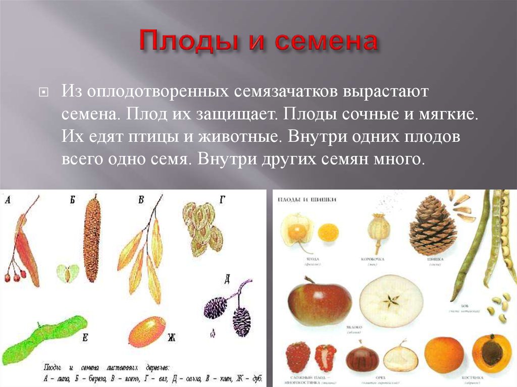 Созревают внутри плода растения. Плоды растений. Плоды и семена. Плоды и семена растений. Типы плодов и семян.