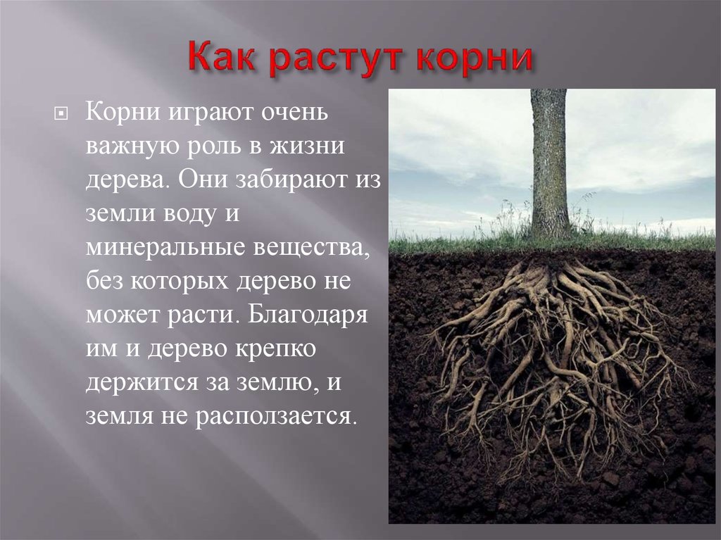 Какой корень лесов. Корень. Корневая система дуба. Корни дерева в земле. Как растет корень.