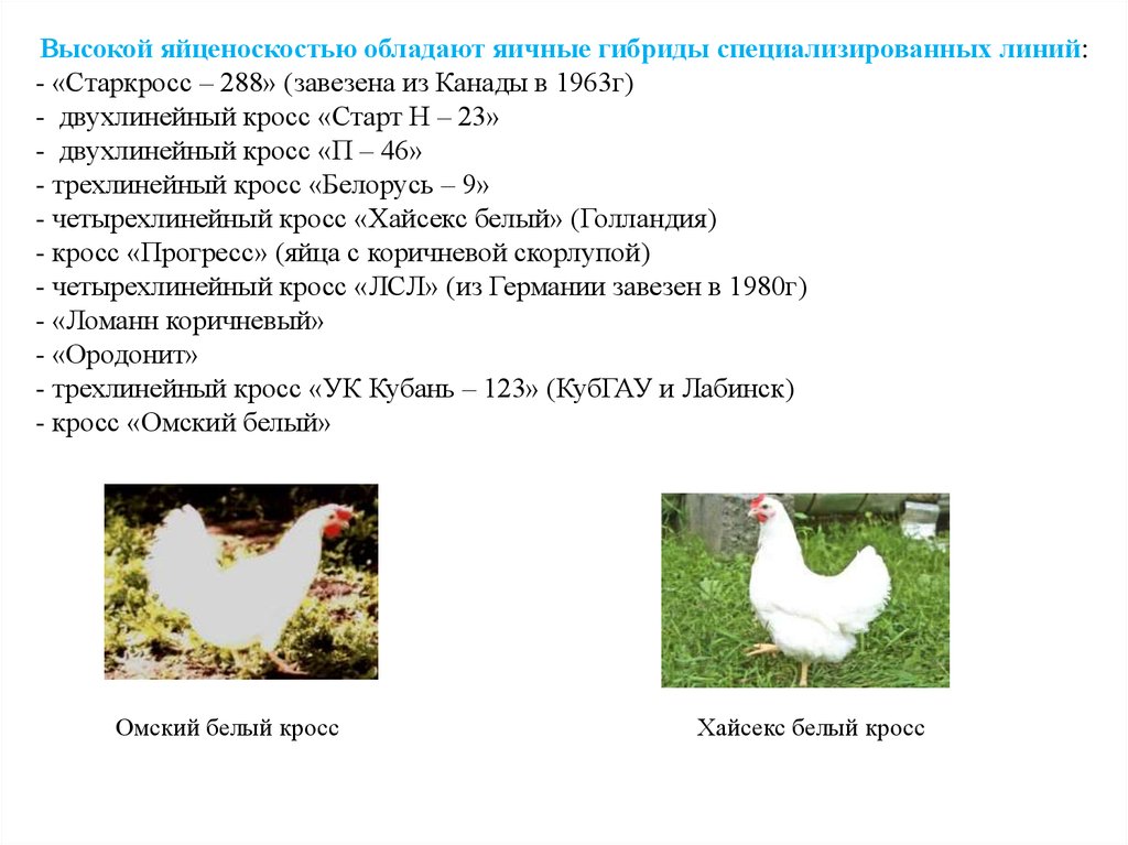 Яйценоскость. Кросс Ломан ЛСЛ. Четырехлинейный кросс яичных кур. Ломан ЛСЛ Классик характеристика. Примеры двухлинейных гибридов в птицеводстве.