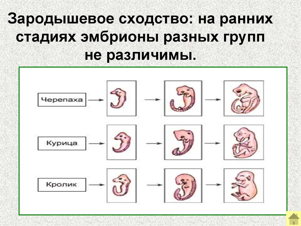 Что представляет собой зародыш на стадии эмбриона. Закон зародышевого сходства. Стадии зародыша. Сходство эмбрионов на разных стадиях. Сходства эмбрионов разных видов.