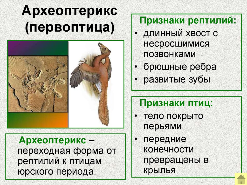 Используя рисунок 183 назовите особенности строения археоптерикса