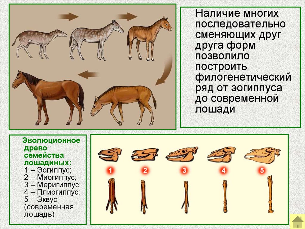 Наличие многое. Филогенетический ряд лошади доказательства эволюции. Филогенетический ряд лошади Ковалевский. Филогенетический ряд лошади таблица. Эволюция лошади от Эогиппуса.