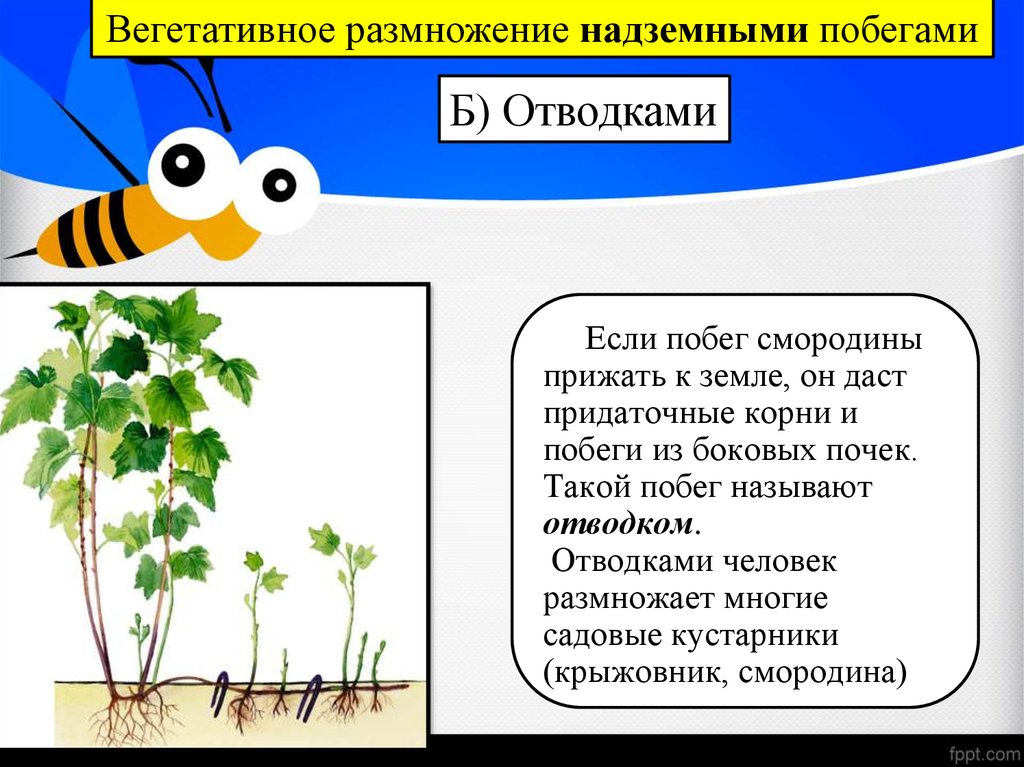 Какие способы размножения надземными побегами. Размножение надземными побегами отводки. Вегетативное размножение надземными побегами. Размножение надземными побегами примеры. Способы вегетативного размножения надземными побегами.