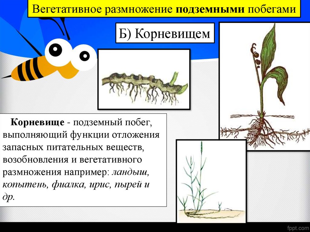 Корневище это орган вегетативного размножения растений. Вегетативное размножение корневищами. Вегетативное размножение подземными побегами. Вегетативное размножение пырея. Вегетативное размножение корневищами описание.