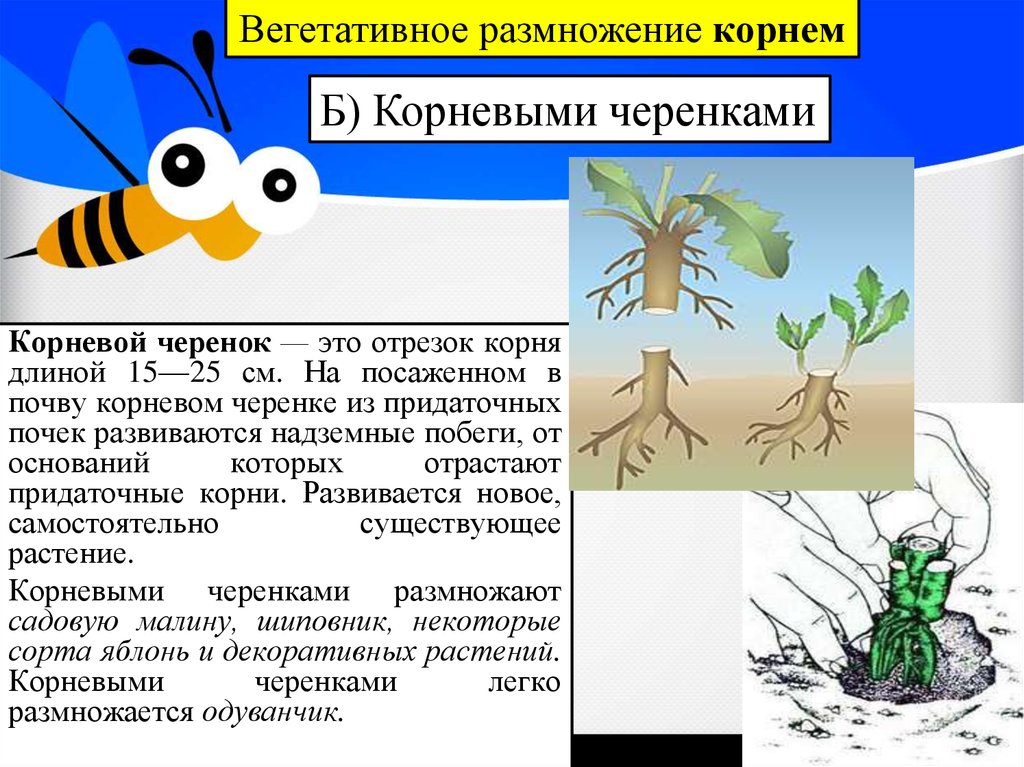 Корневище это орган вегетативного размножения растений. Вегетативное размножение корневыми отростками. Вегетативное размножение корневыми корневищем. Вегетативное размножение корневыми черенками. Вегетативное размножение Корн.