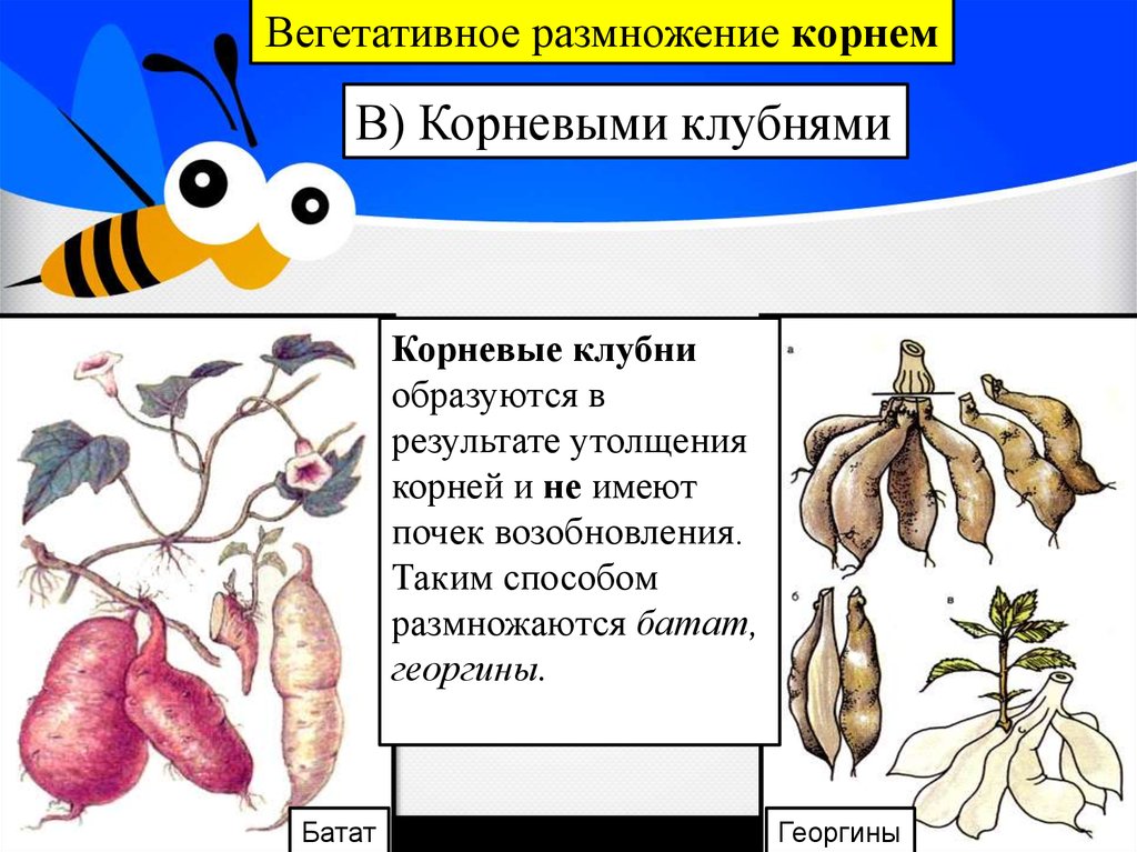 Вегетативные размножения корнями