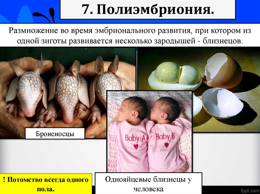 При бесполом размножении потомство имеет. Полиэмбриония. Полиэмбриония размножение. Полиэмбриония у животных. Полиэмбриония у человека.