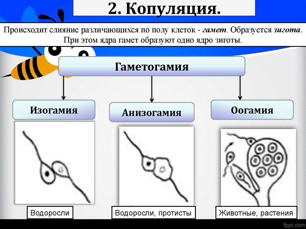 Как называется слияние мужских и женских гамет