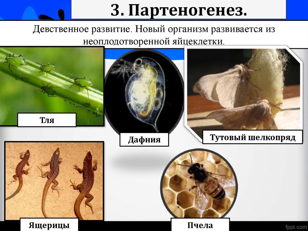 Партеногенез это. Партеногенетическое размножение тли. Партеногенез гиногенез андрогенез. Партеногенез это бесполое размножение. Тля размножение партеногенез.