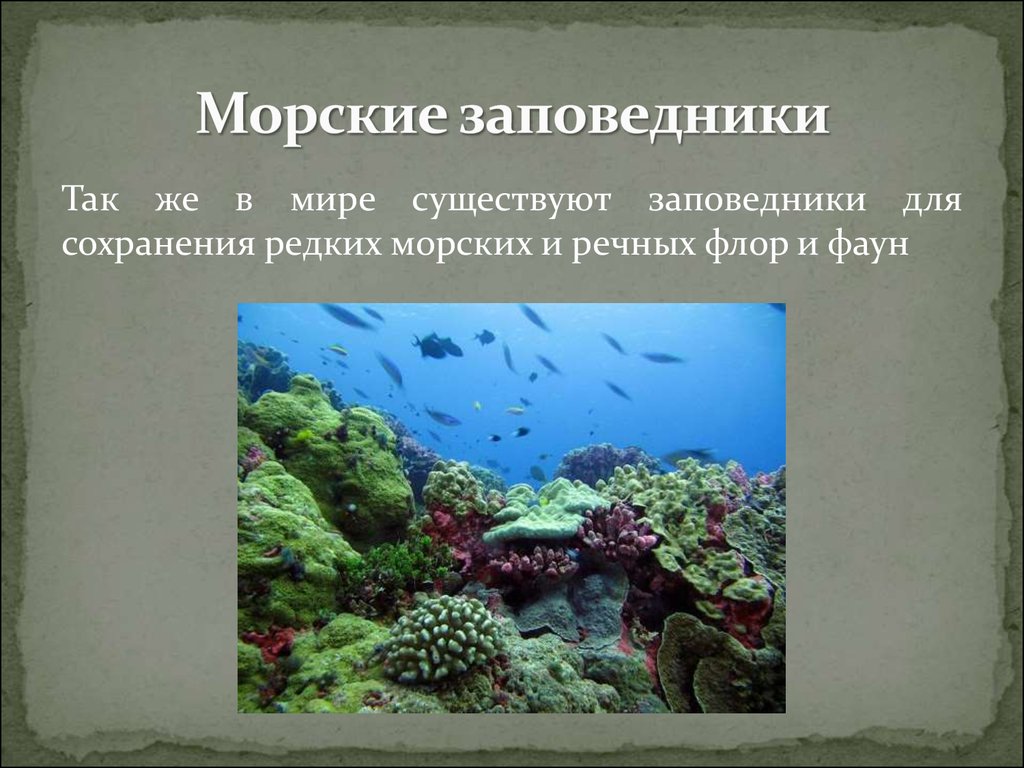 Сообщение о морском заповеднике.