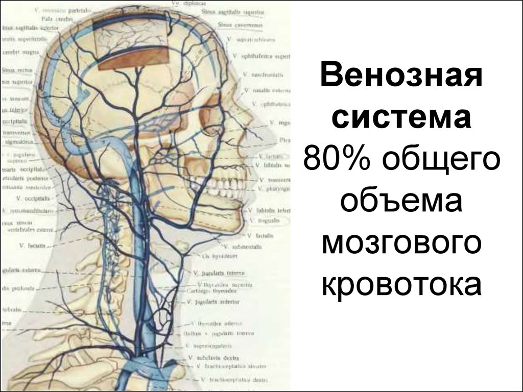 Верхние вены мозга. Венозная система головного мозга схема. Схема оттока венозной крови головы. Отток крови от головного мозга венозные синусы. Яремная Вена головного мозга анатомия.