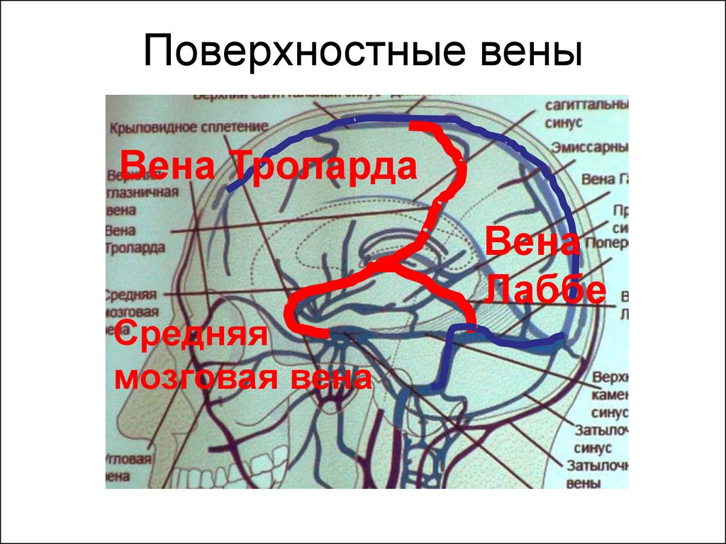 Венозная борозда. Поверхностные мозговые вены. Поверхностные и глубокие вены головного мозга. Поверхностная среднемозговая Вена.