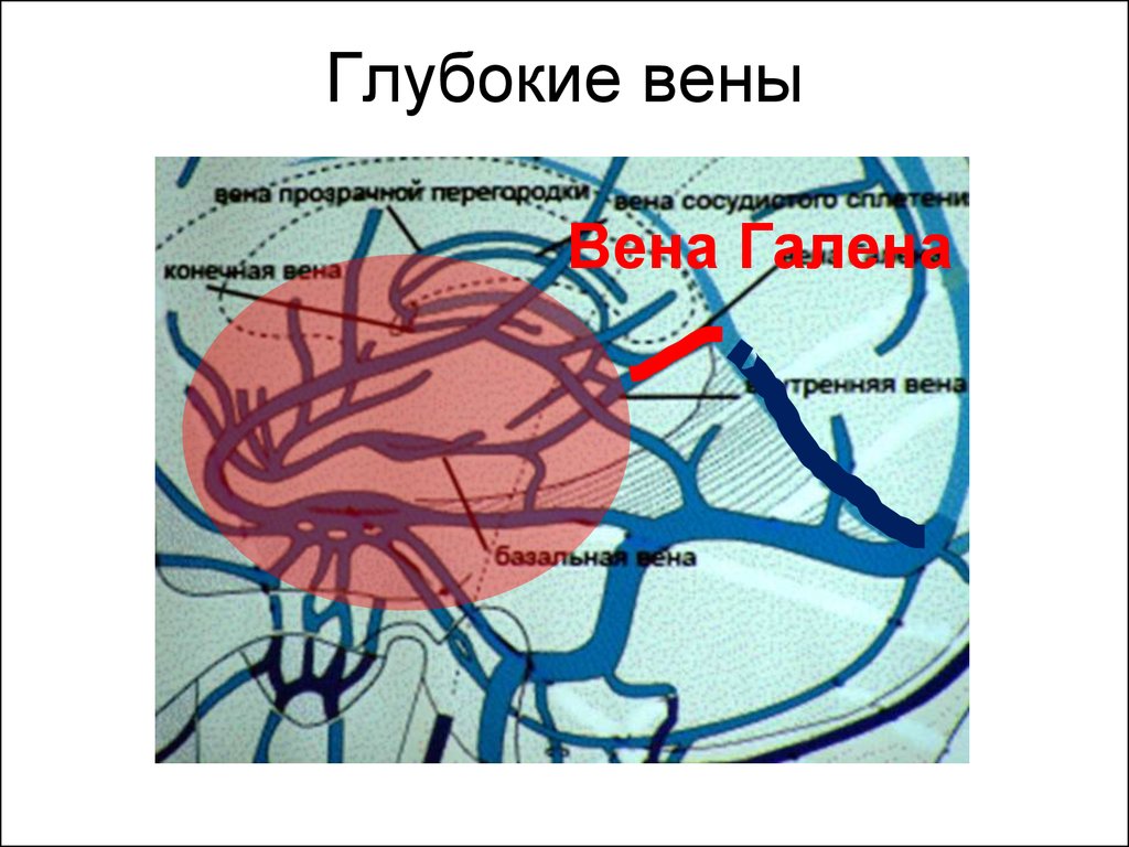 Вене галена. Вена Розенталя анатомия. Вена Галена притоки.