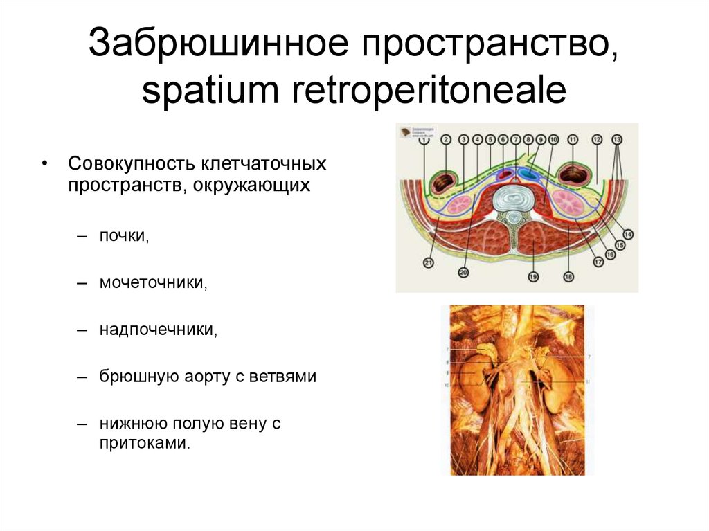 Забрюшинное пространство схема