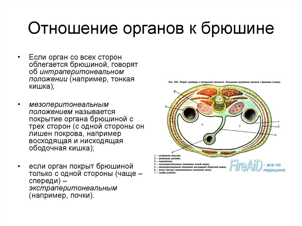 Отношение органов. Схема отношения органов к брюшине. Отношение органов пищеварения к брюшине. Расположение органов брюшной полости по отношению к брюшине. Отношение органов брюшной полости к брюшине.