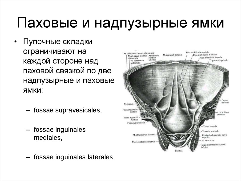 Ямки анатомия