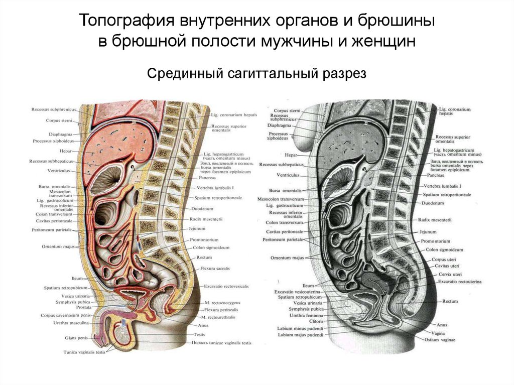 Фото Внутренних Органов Женщины Брюшная Полость