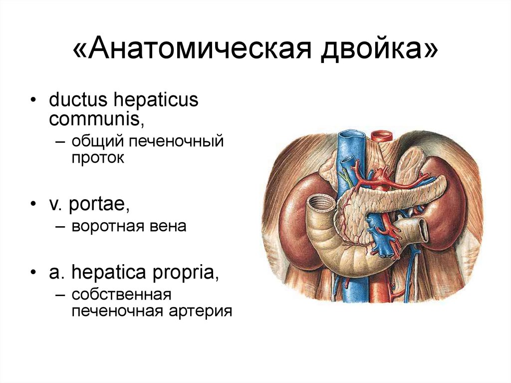 Разделы анатомии