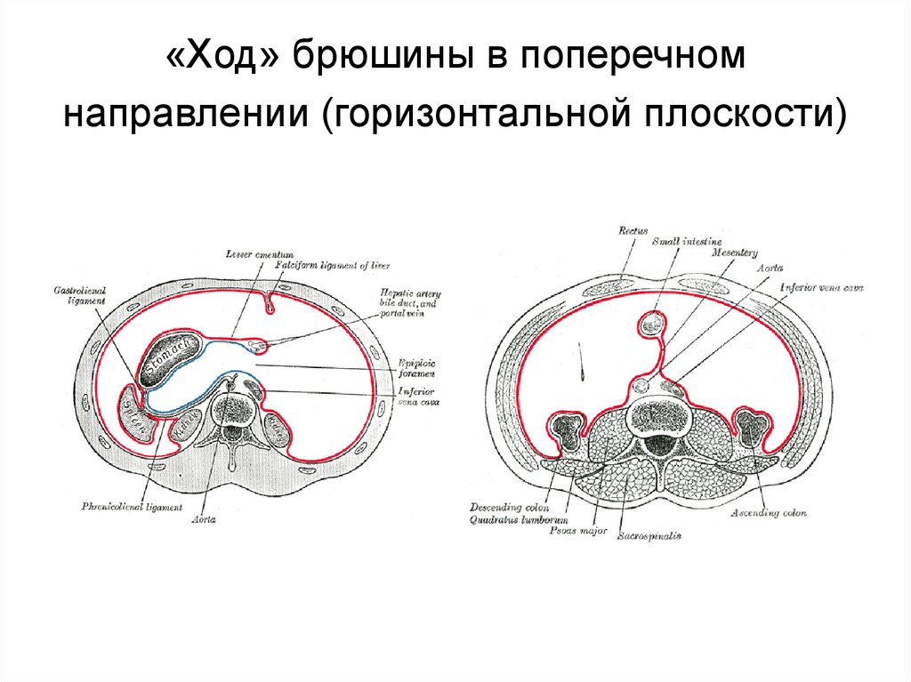 Горизонтальный ход. Ход брюшины в поперечном направлении. Поперечный распил туловища с ходом брюшины. Ход брюшины на поперечном разрезе. Ход брюшины на поперечном срезе.