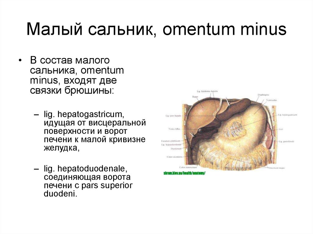 Сальник в организме человека