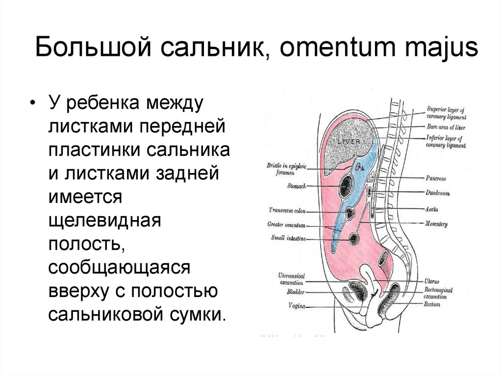 Сальник анатомия что это