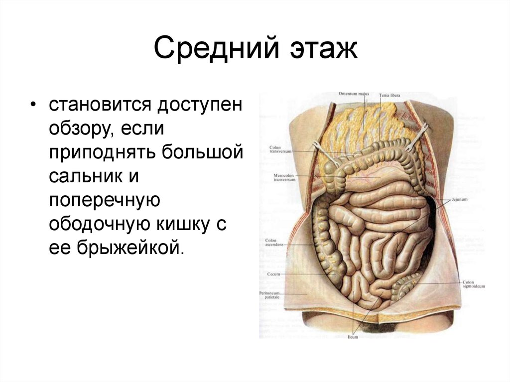 Разделы анатомии