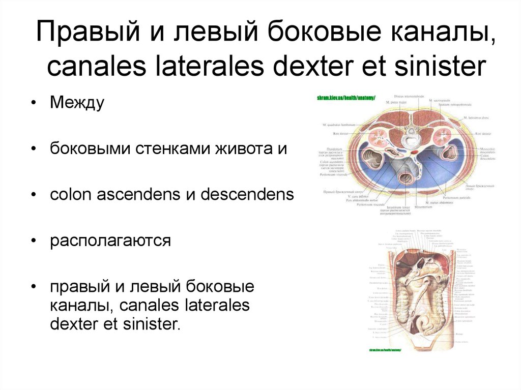 Левый боковой. Правый и левый боковые каналы. Правый и левый латеральные каналы. Левый боковой канал. Правый боковой канал.