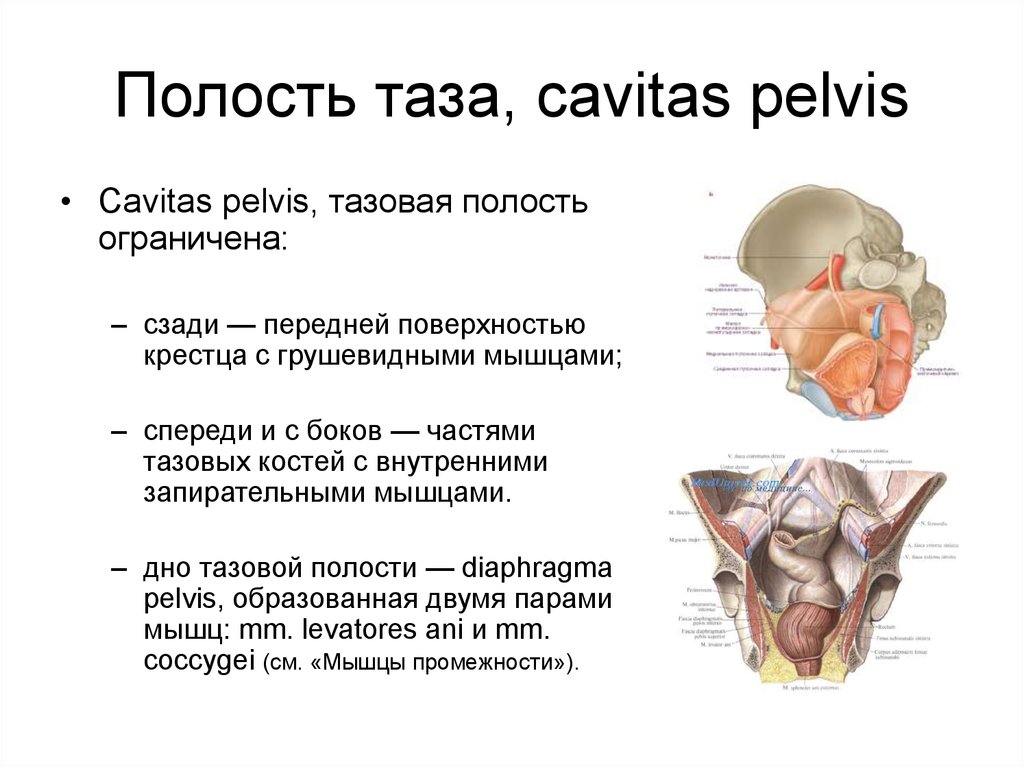 Cavitas перевод с латинского