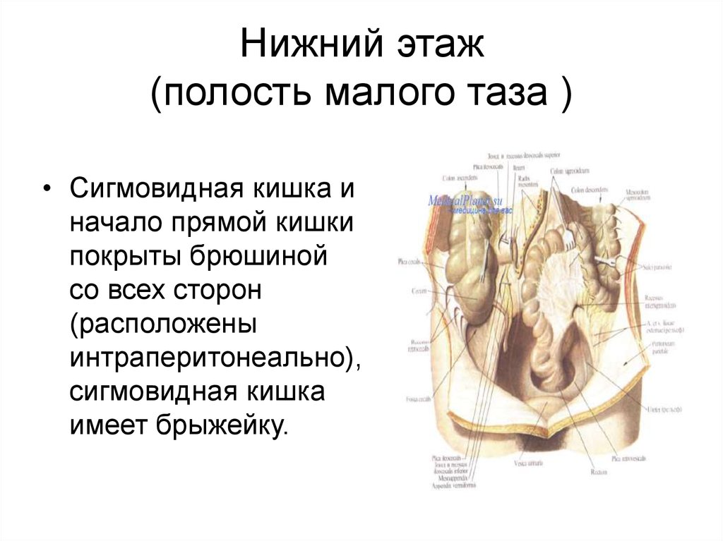 Какие органы расположены в нижней полости. Полость малого таза анатомия. Органы этажей малого таза у женщин. Таз топографическая анатомия. Этажи полости таза презентация.