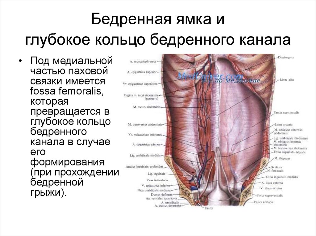 Медиальная стенка. Бедренный канал анатомия стенки. Топография бедренного канала. Внутреннее отверстие бедренного канала. Стенки бедренного канала топографическая анатомия.