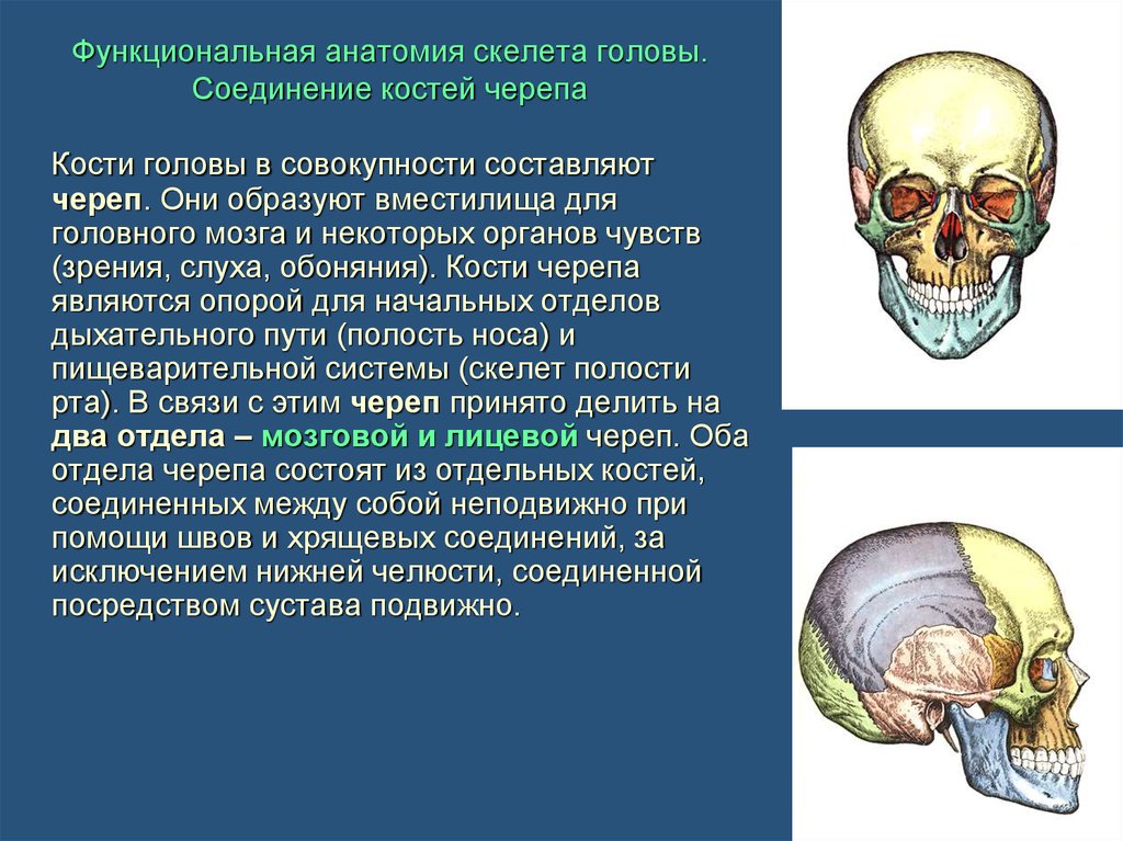 Лицевой скелет черепа. Кости головы череп анатомия. Соединения костей мозгового отдела черепа анатомия. Характеристика костей черепа мозговой отдел. Соединение костей мозговой части черепа.