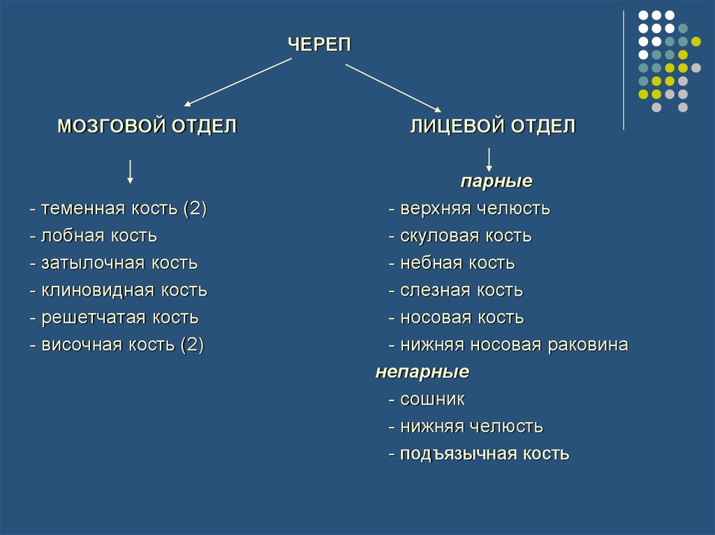 Парные кости лицевого. Непарные кости лицевого отдела черепа. Лицевой отдел черепа парные и непарные. Парные и непарные кости.