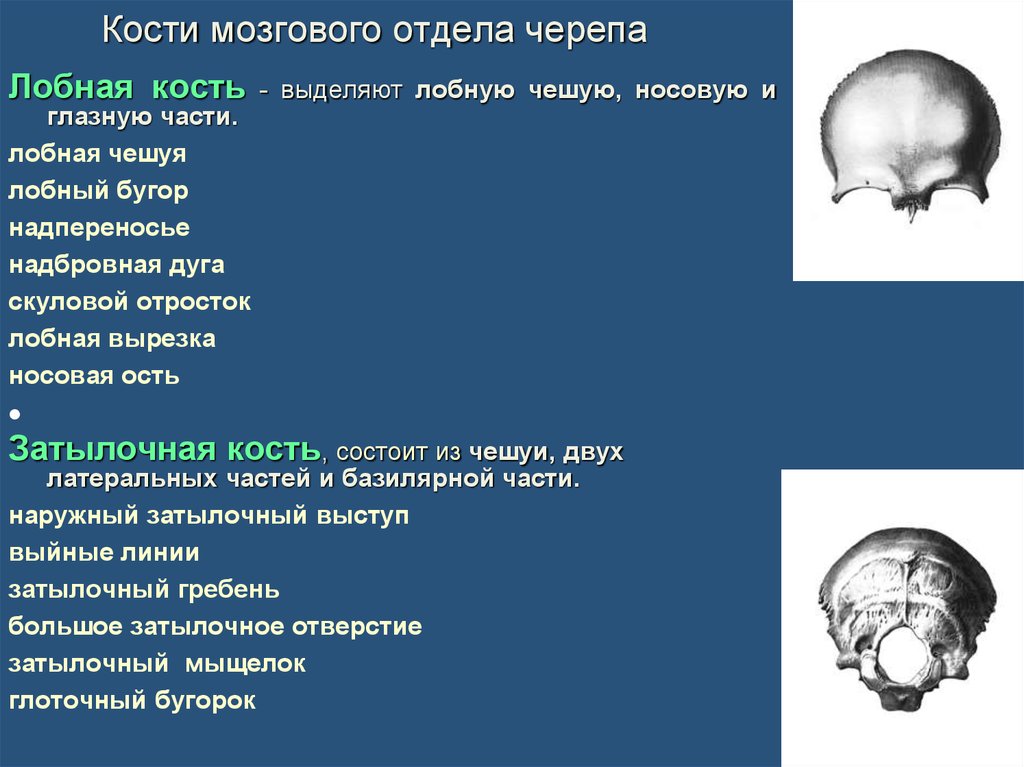Образование кости черепа