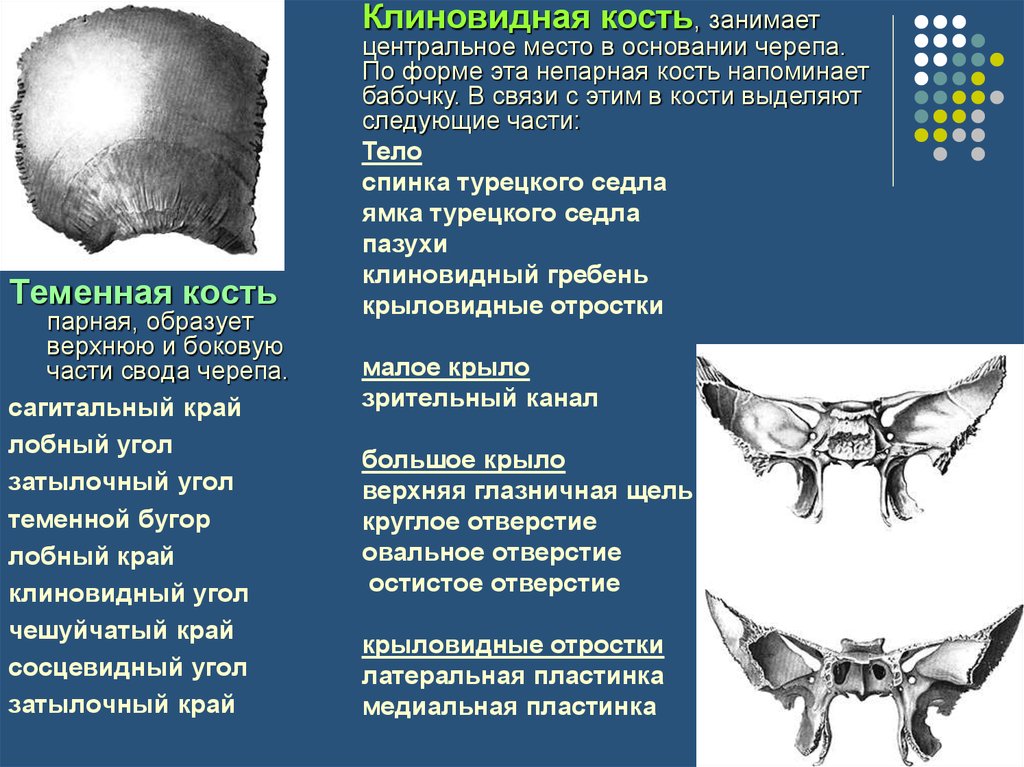 Клиновидная. Клиновидная кость теменной край. Клиновидная кость остистое отверстие. Спинка седла клиновидной кости. Функции клиновидной кости.