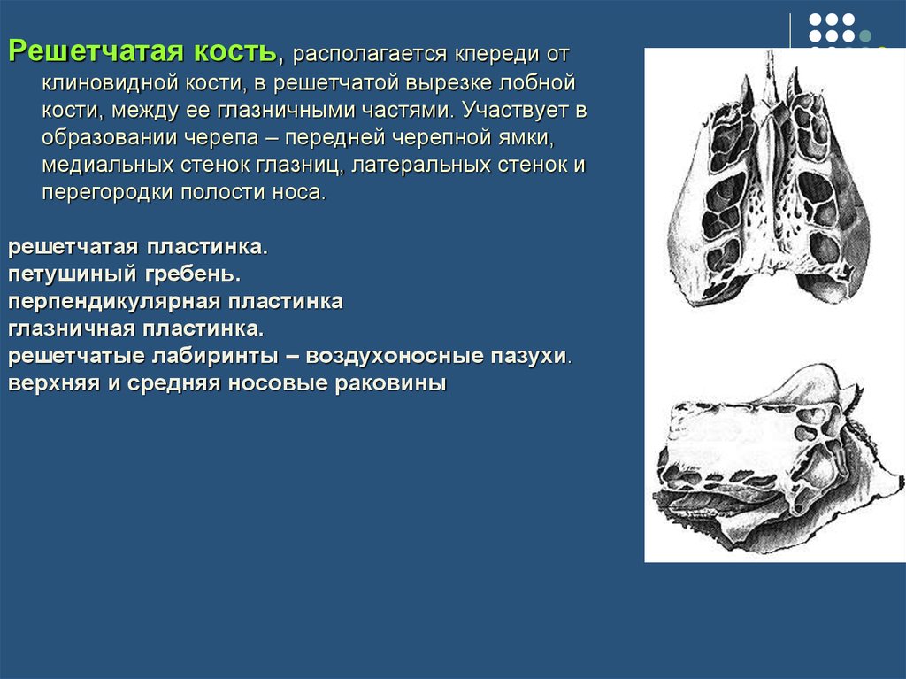 В образовании кости участвуют. Клиновидная пластинка решетчатой кости. Решетчатая пластинка лобной кости. Решетчатая кость решетчатой кости. Решетчатая пластинка решетчатой кости образует.