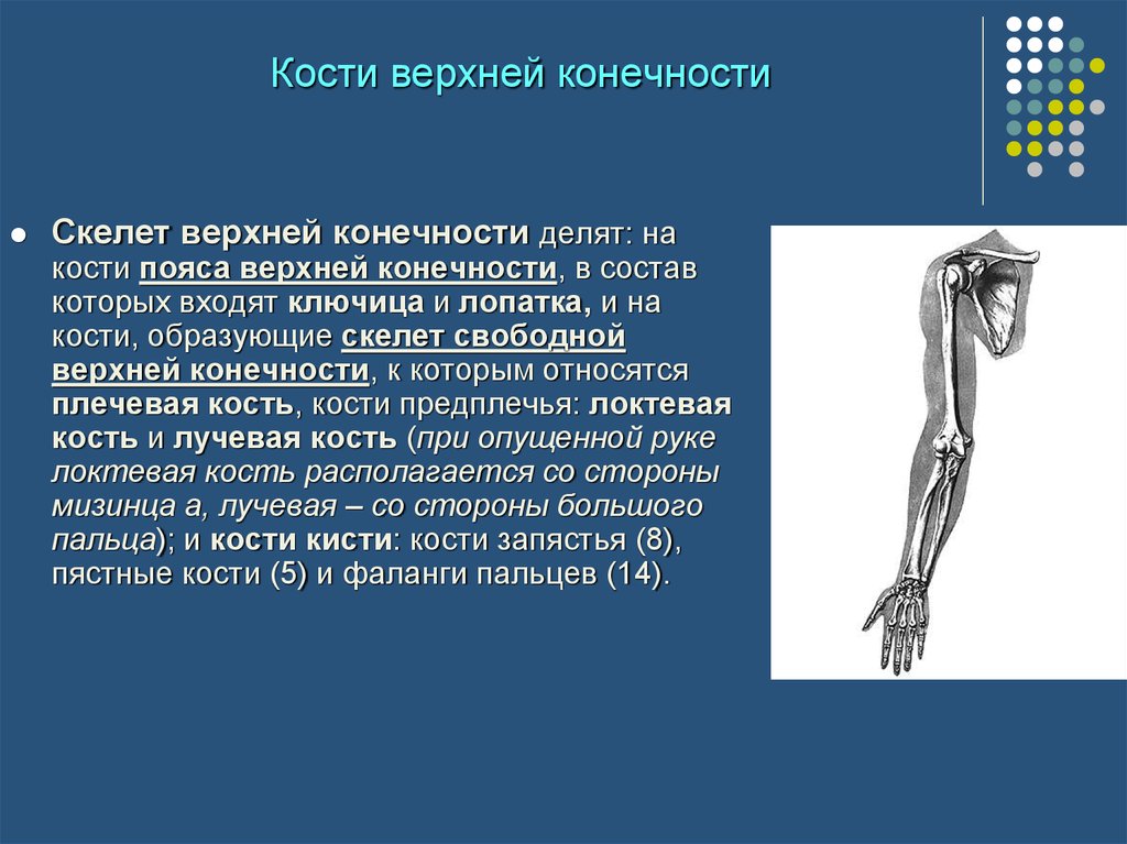 К скелету свободных конечностей относятся. Скелет свободной верхней конечности функции. Строение и функции скелета верхних конечностей. Кости скелета свободной верхней конечности функции. Скелет пояса верхних конечностей функции.