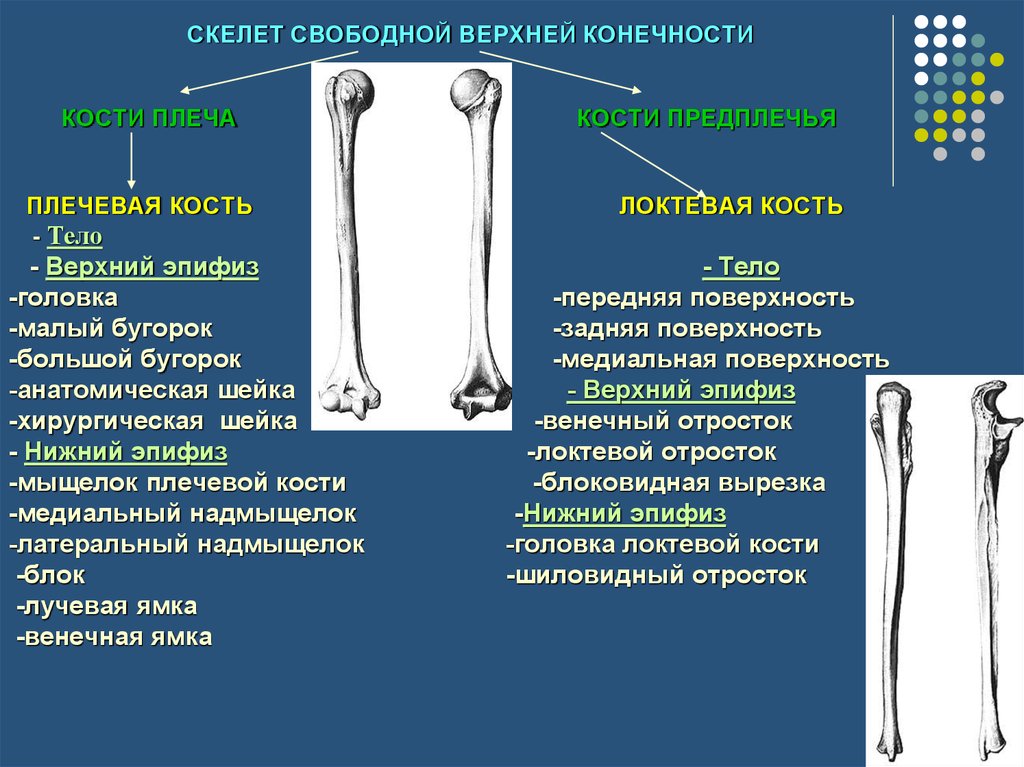 Свободная верхняя кость. Кости свободной верхней конечности: плечевая, кости предплечья. Кости свободной верхней конечности плечевая кость. Задняя поверхность плечевой кости. Хирургическая и анатомическая шейка плечевой кости.