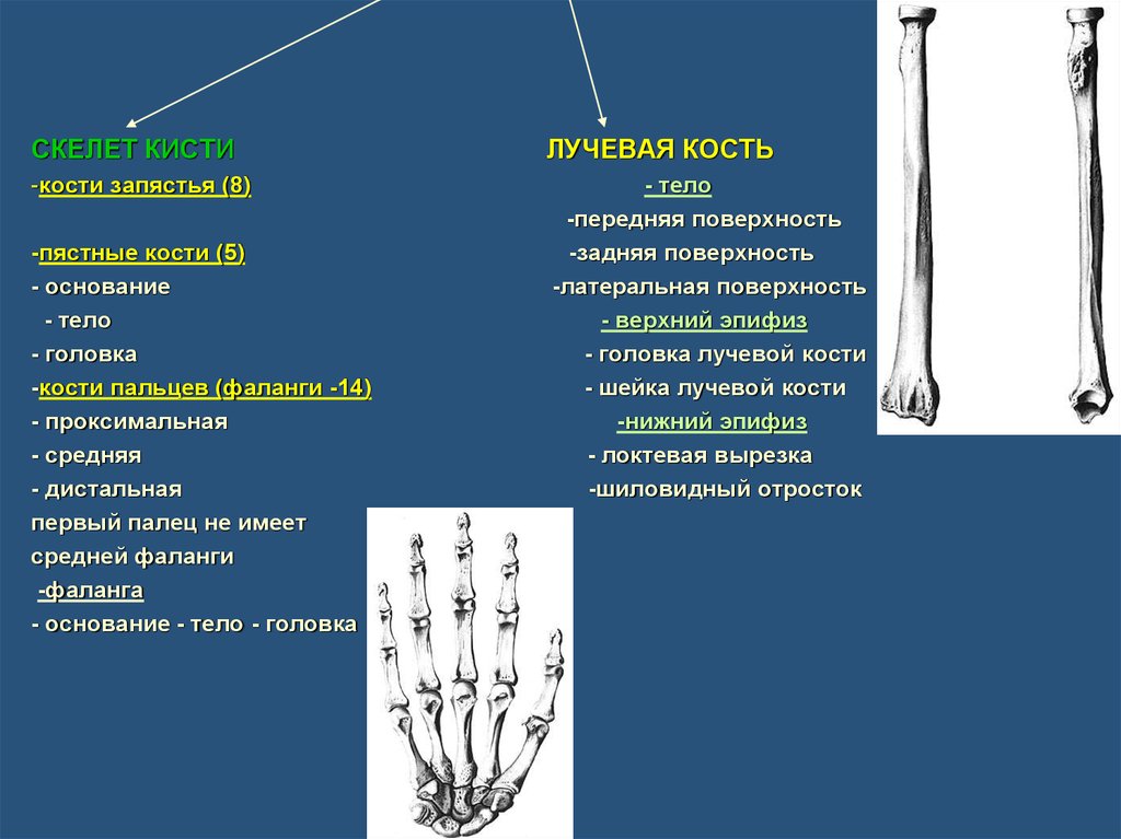 Сколько костей в лучевой кости