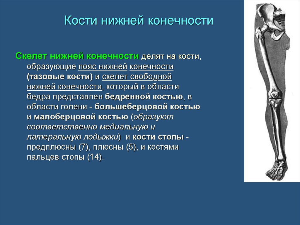 Кости свободной нижней