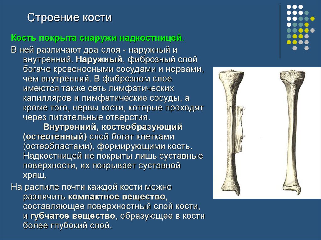 Особенность строения надкостницы какую функцию она выполняет. Строение кости. Кость строение. Строение кости надкостница. Наружный слой кости.