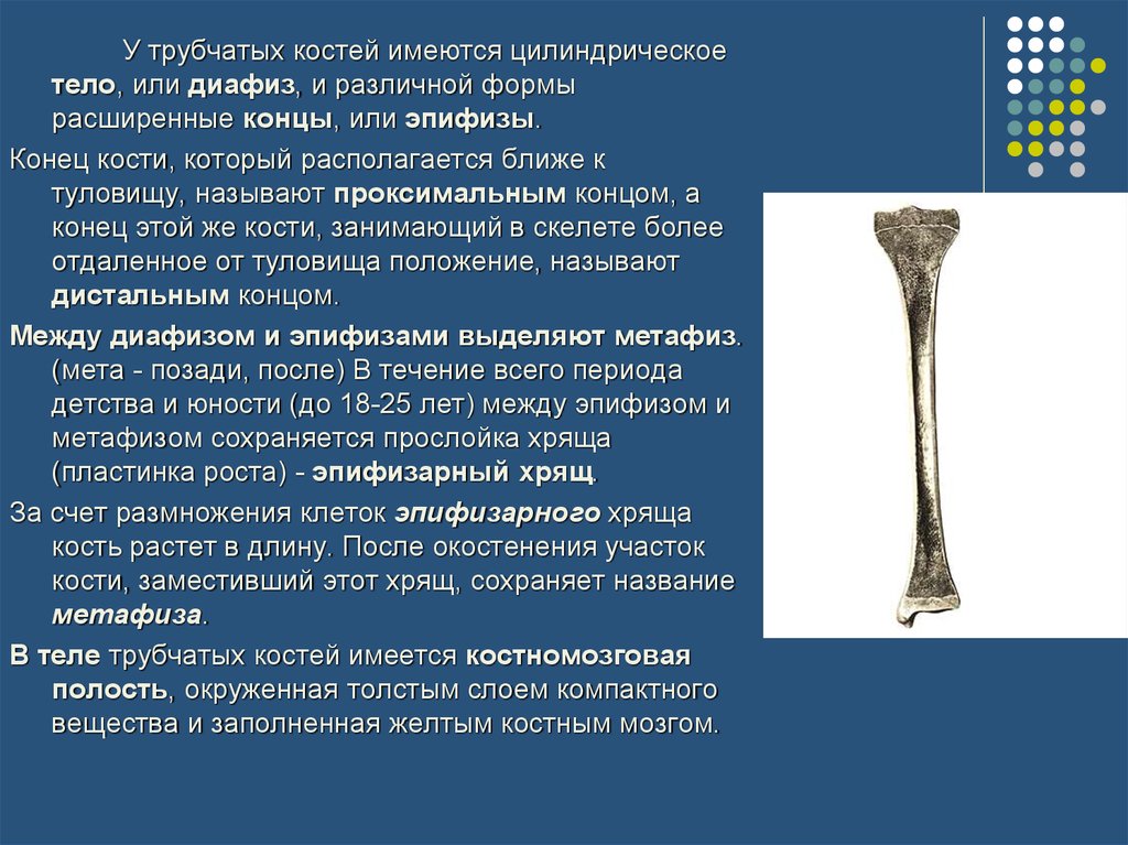 Тело длинные трубчатые кости. Диафизы трубчатых костей. Концы трубчатых костей называют. Конец трубчатой кости. Эпифиз диафиз метафиз кости.
